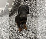 Small #2 Doberman Pinscher