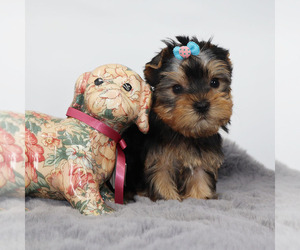Yorkshire Terrier Puppy for sale in LOS ANGELES, CA, USA