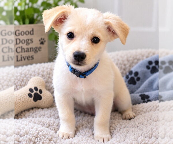 Medium Photo #1 Great Pyrenees-Unknown Mix Puppy For Sale in Claremore, OK, USA