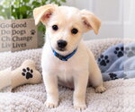 Elton - Male Great Pyrenees-Unknown Mix Dog for Adoption - Small photo