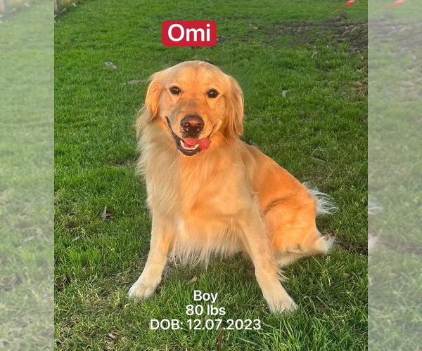 Medium Photo #2 Golden Retriever Puppy For Sale in West Hollywood, CA, USA