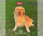 Small #1 Golden Retriever