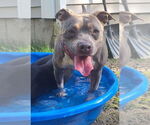 Small #1 American Pit Bull Terrier