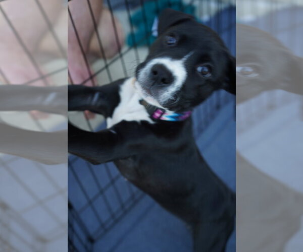Medium Photo #4 American Staffordshire Terrier-Unknown Mix Puppy For Sale in Holly Springs, NC, USA