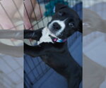 Small Photo #4 American Staffordshire Terrier-Unknown Mix Puppy For Sale in Holly Springs, NC, USA