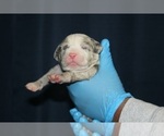 Small #31 American Bully