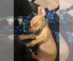 Small #2 Chihuahua Mix