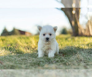 West Highland White Terrier Puppy for Sale in WARSAW, Indiana USA