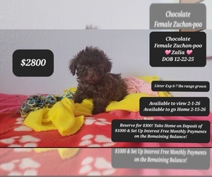 Zuchon Puppy for sale in TUCSON, AZ, USA