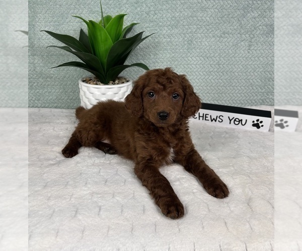 Medium Photo #3 Goldendoodle (Miniature) Puppy For Sale in GREENFIELD, IN, USA