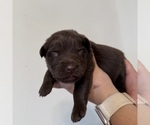 Small Photo #3 Australian Shepherd Puppy For Sale in DEVINE, TX, USA