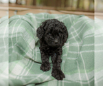 Small Photo #25 Goldendoodle Puppy For Sale in GREENBRIER, AR, USA