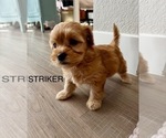 Puppy STRIKER Zuchon