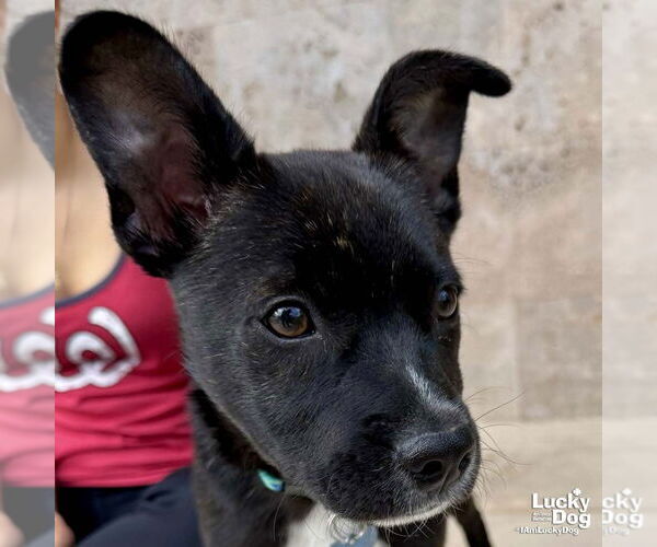 Medium Photo #2 Labrador Retriever-Unknown Mix Puppy For Sale in Washington, DC, USA