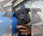Small #14 German Shepherd Dog