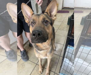German Shepherd Dog-Unknown Mix Dogs for adoption in El Centro, CA, USA