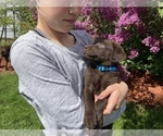 Small Photo #1 Labrador Retriever Puppy For Sale in BREWSTER, WA, USA