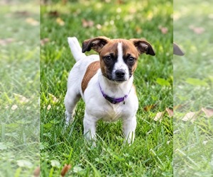 **LOTUS** - Female Chihuahua-Unknown Mix Dog for Adoption - Photo #2