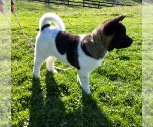 Medium Akita