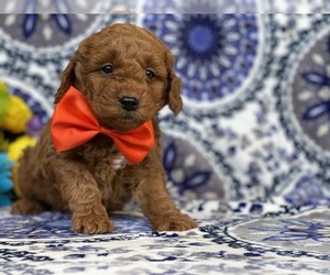 Goldendoodle (Miniature) Puppy for sale in LANCASTER, PA, USA