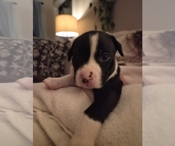 Medium Photo #16 Border Collie-Unknown Mix Puppy For Sale in Holly Springs, NC, USA
