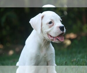 Boxer Puppy for sale in SHIPSHEWANA, IN, USA