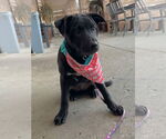 Small #9 American Pit Bull Terrier Mix