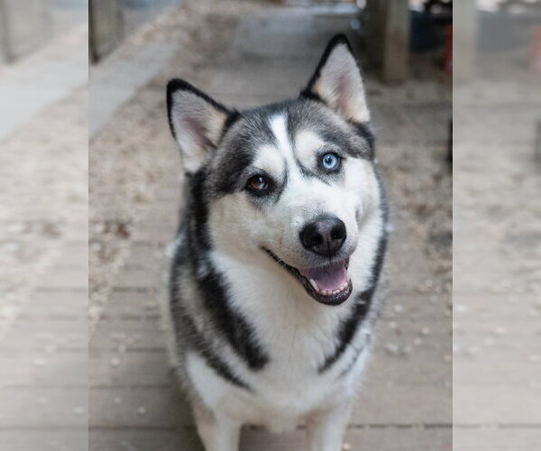 Medium Photo #1 Siberian Husky Puppy For Sale in Matawan, NJ, USA