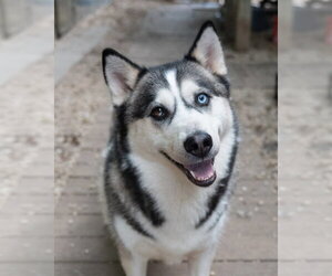Siberian Husky Dogs for adoption in Matawan, NJ, USA