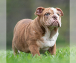 Small #6 Bulldog