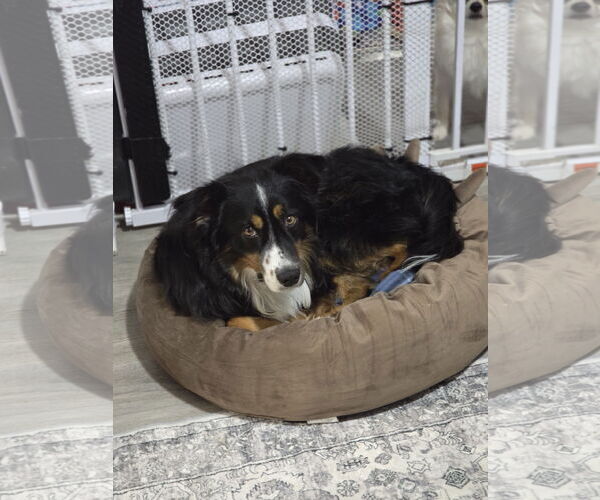 Medium Photo #5 Australian Shepherd Puppy For Sale in Sandy, UT, USA