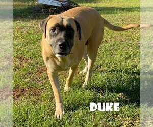 Duke (bonded with Christina) (foster needed) - Male Mastiff Dog for Adoption - Photo #2