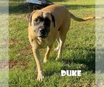 Small #1 Mastiff