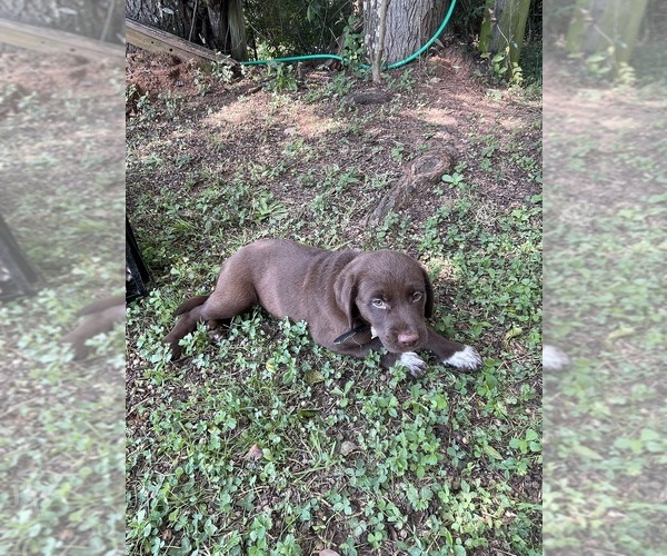 Medium Photo #2 Lab-Pointer Puppy For Sale in PELZER, SC, USA