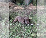 Small #1 Lab-Pointer