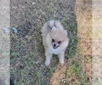 Small #4 Pomeranian
