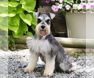 Mother of the Schnauzer (Miniature) puppies born on 09/09/2025