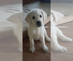 Small #14 Labrador Retriever