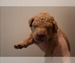 Puppy Calendula Goldendoodle (Miniature)