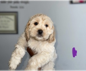 Cockapoo (Miniature) Puppy for sale in HENDERSONVILLE, TN, USA