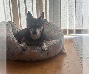 Chihuahua-Unknown Mix Dogs for adoption in San Diego, CA, USA