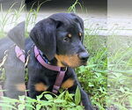 Small #1 Rottweiler
