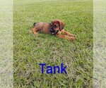 Puppy Tank Doberman Pinscher-Mastiff Mix