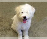 Small #1 Bearded Collie-Wheaten Terrier Mix