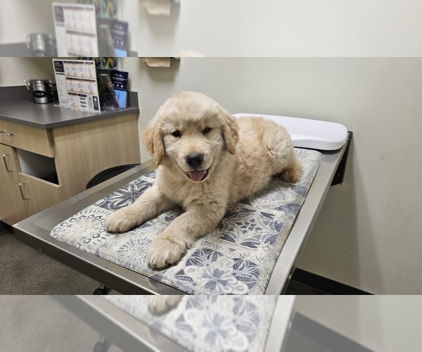 Medium Photo #1 Golden Retriever Puppy For Sale in HARBOR CITY, CA, USA