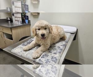 Golden Retriever Puppy for sale in HARBOR CITY, CA, USA