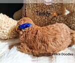 Small Photo #31 Goldendoodle (Miniature) Puppy For Sale in GASTONIA, NC, USA