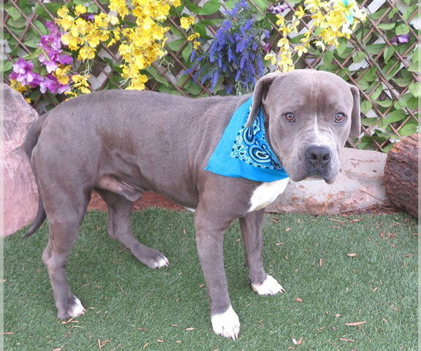 Medium Photo #1 Mutt Puppy For Sale in Oklahoma City, OK, USA