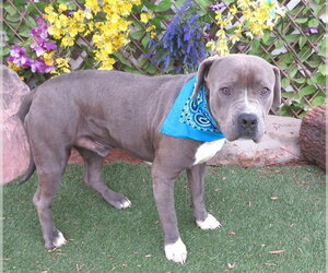 Mutt Dogs for adoption in Oklahoma City, OK, USA