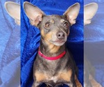 Small Rat Terrier